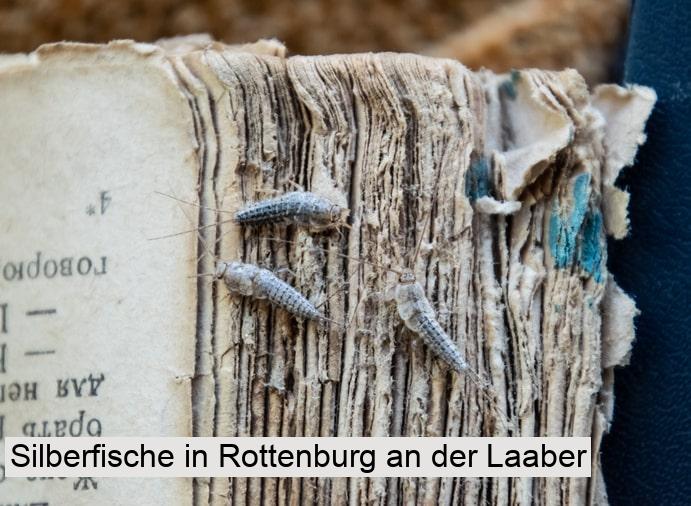 Silberfische in Rottenburg an der Laaber